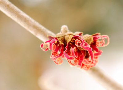 Hamamelis x intermedia - vilín prostřední - pupen květ